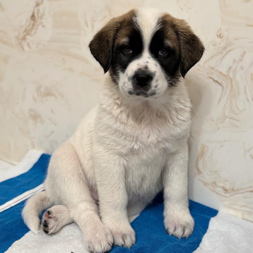 Winnie Puppy, a Adopted Mixed Breed in Little Rock, AR image 2/2