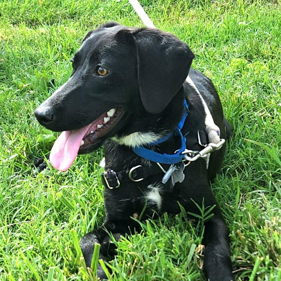 Teena, a Adoptable mixed breed in Falls Church, VA image 1/5