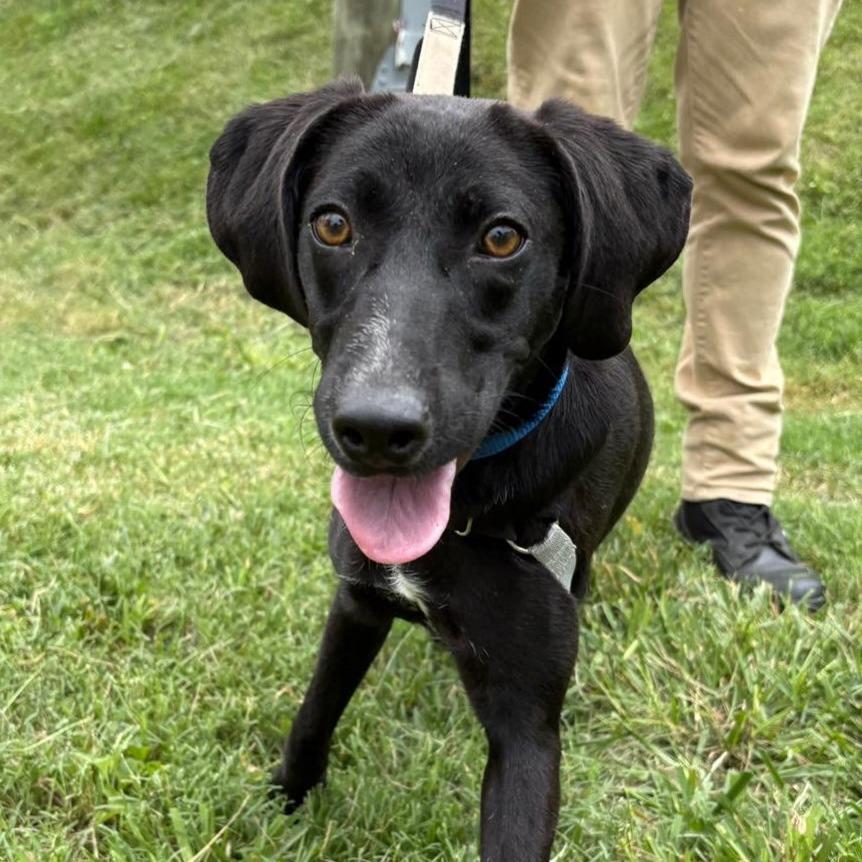 Teena, a Adoptable mixed breed in Falls Church, VA image 2/5