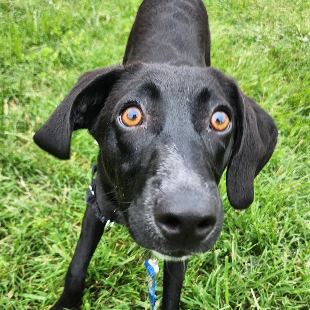 Teena, a Adoptable mixed breed in Falls Church, VA image 3/5