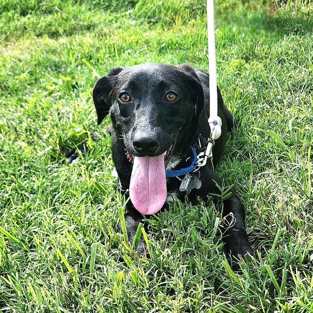 Teena, a Adoptable mixed breed in Falls Church, VA image 4/5