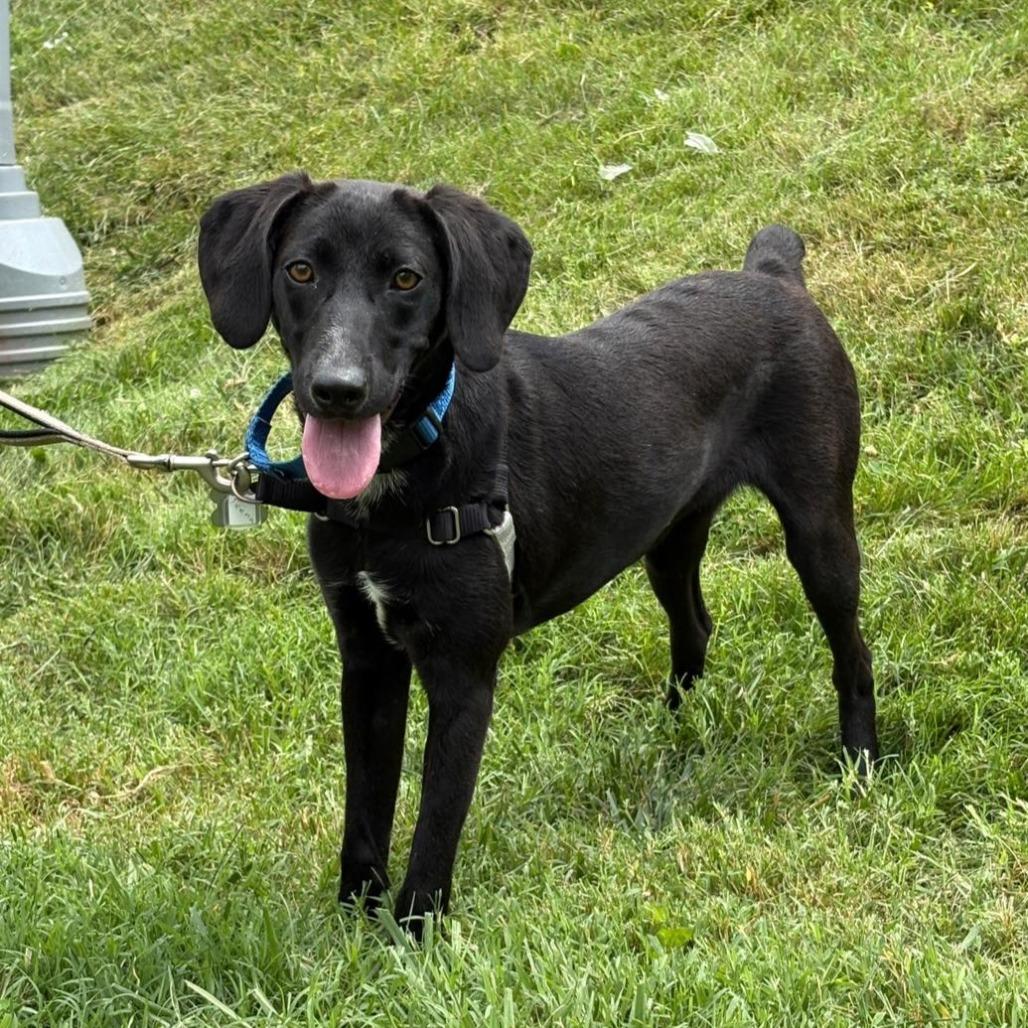 Teena, a Adoptable mixed breed in Falls Church, VA image 5/5