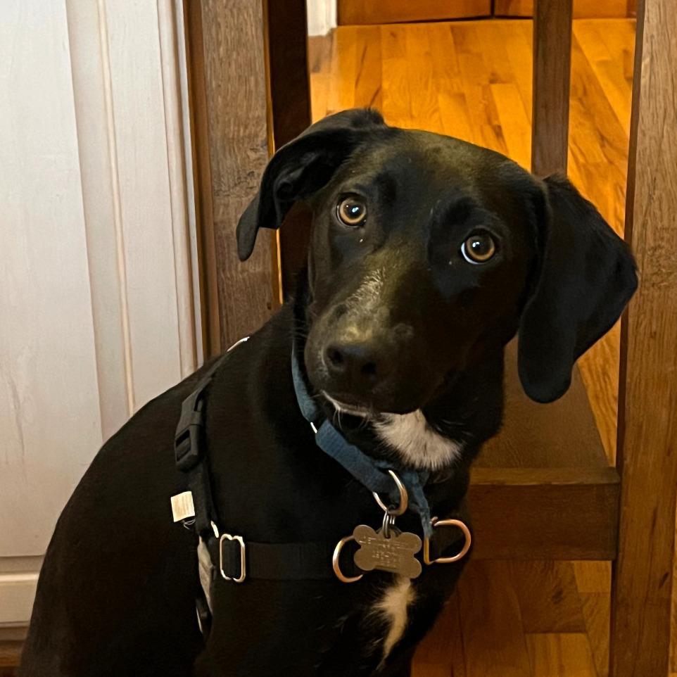 Teena, Adoptable, Young Female Mountain Cur.