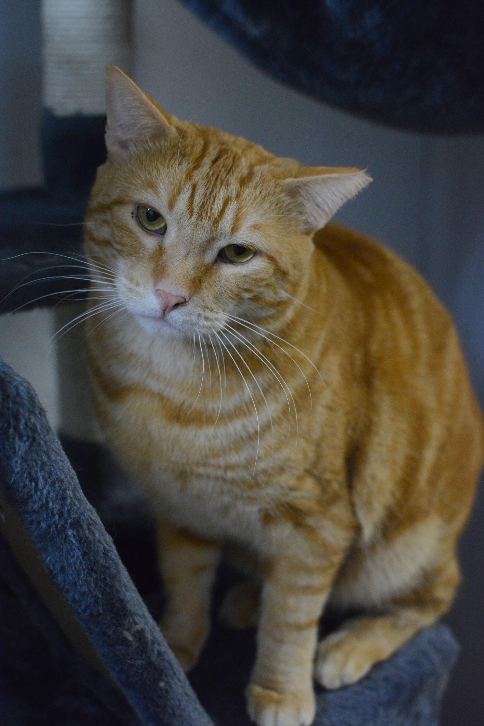Enlarge Calvin, a Adoptable Domestic Short Hair in Montreal, QC image 1/3
