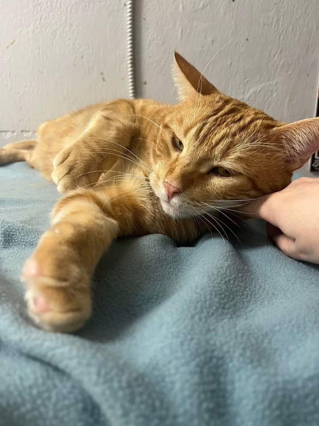 Calvin, Adoptable, Adult Male Domestic Short Hair.