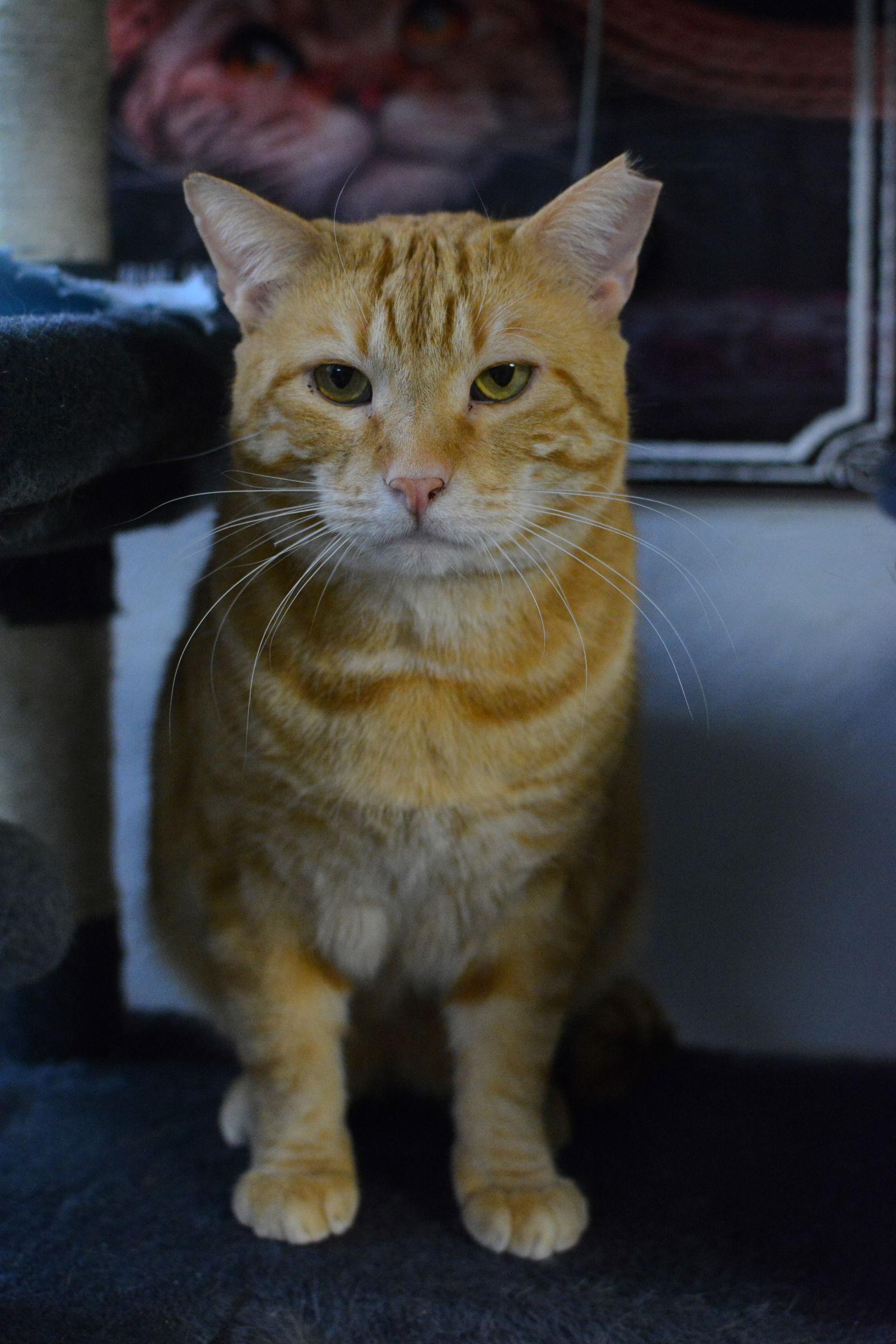 Enlarge Calvin, a Adoptable Domestic Short Hair in Montreal, QC image 2/3