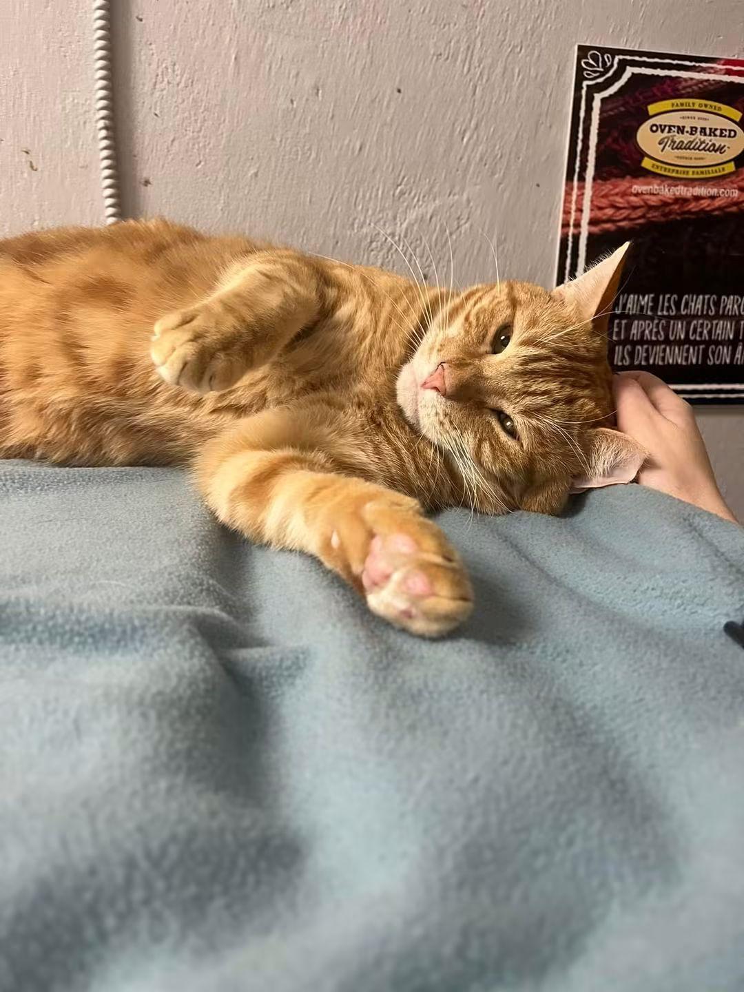 Enlarge Calvin, a Adoptable Domestic Short Hair in Montreal, QC image 2/3