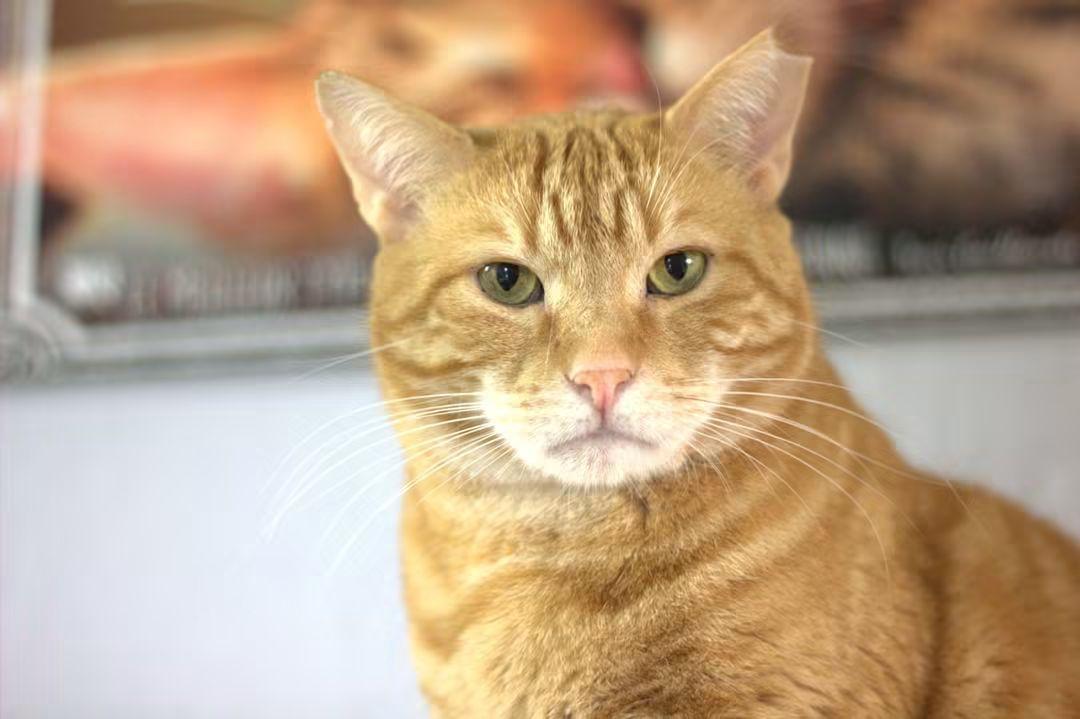 Enlarge Calvin, a Adoptable Domestic Short Hair in Montreal, QC image 3/3
