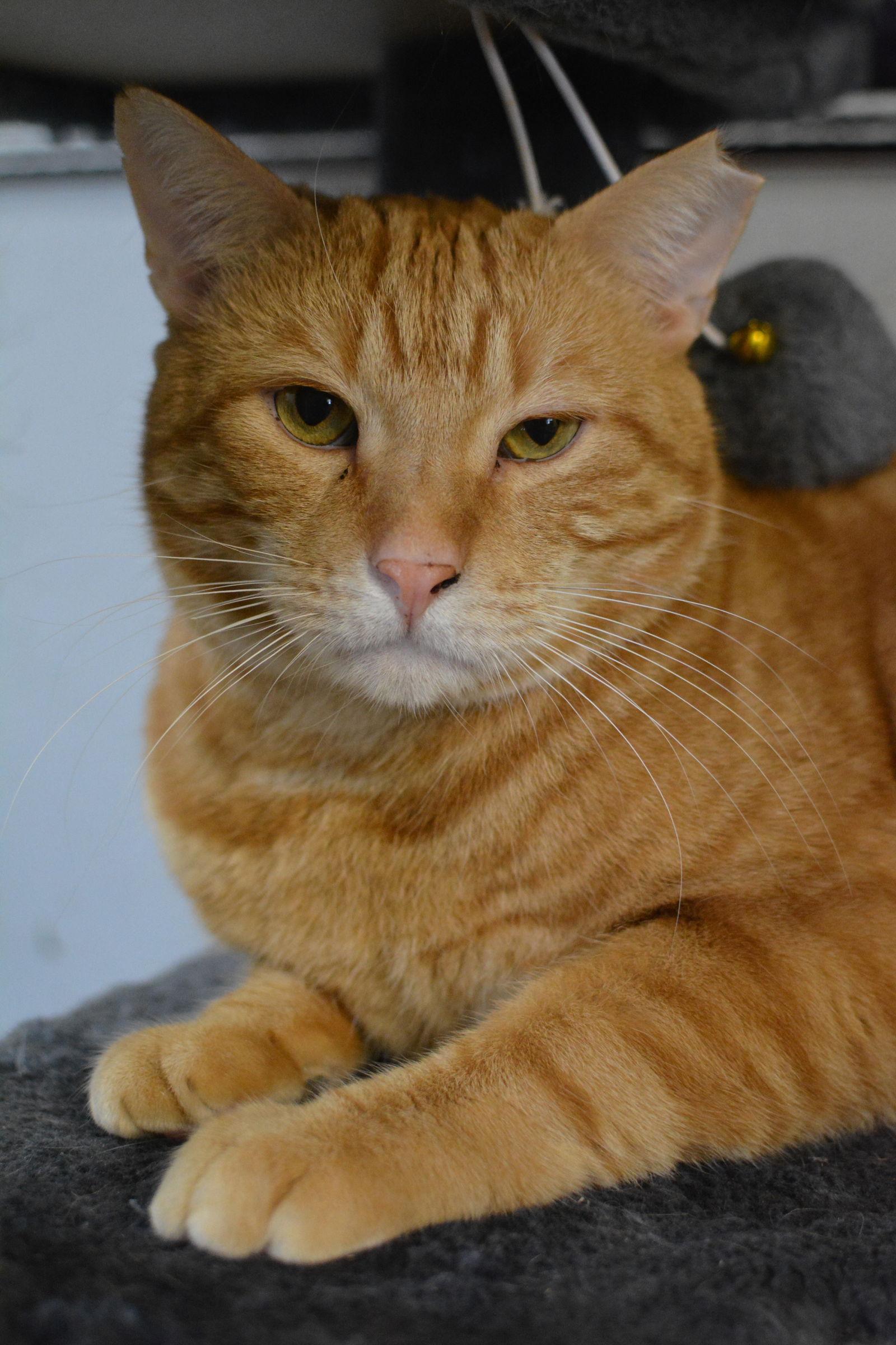 Enlarge Calvin, a Adoptable Domestic Short Hair in Montreal, QC image 3/3
