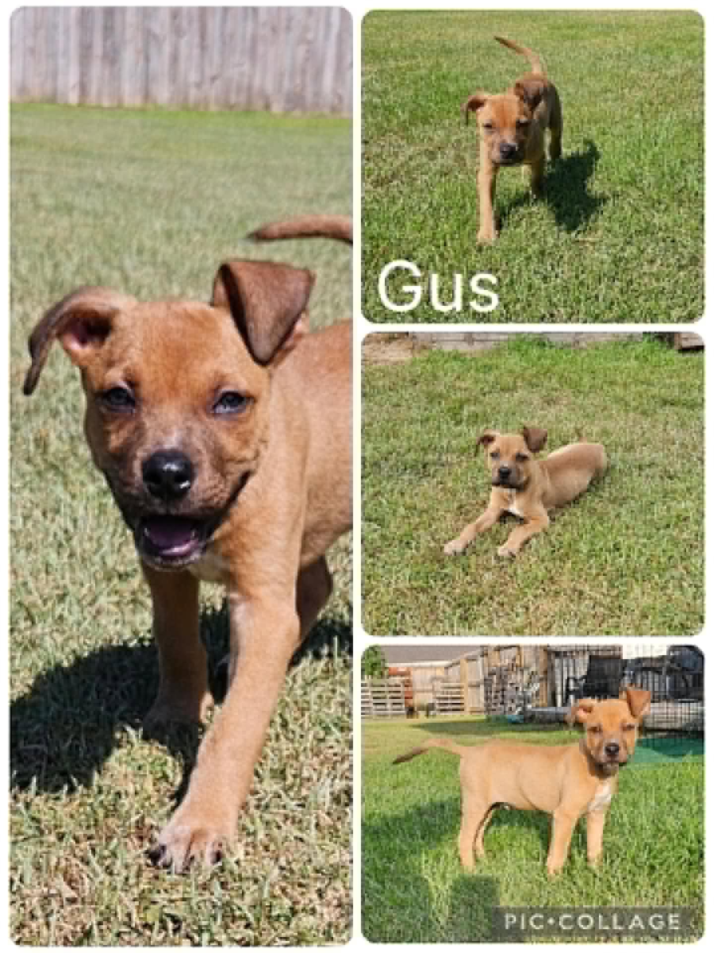 Gus, ADOPTABLE, Puppy Male American Bulldog.