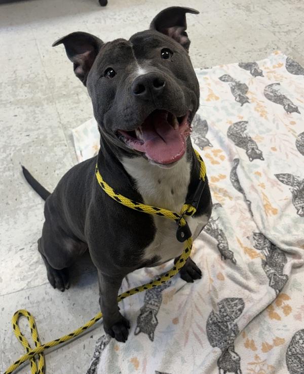 Sancho, Adoptable, Adult Male Pit Bull Terrier.