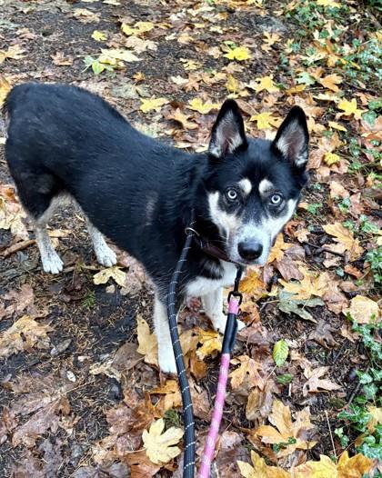 Dakota — thumbnail 2