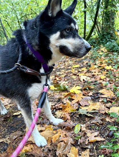 Dakota — thumbnail 3