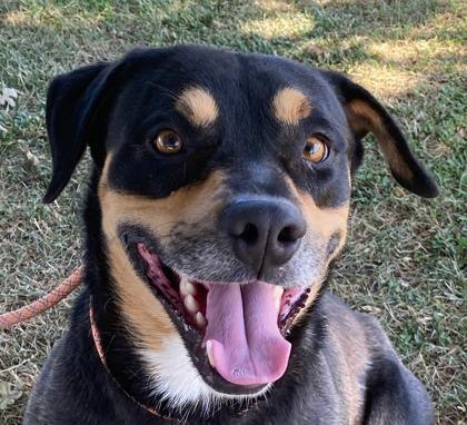 Rocky, a Adoptable Mixed Breed in Truckee, CA image 1/5