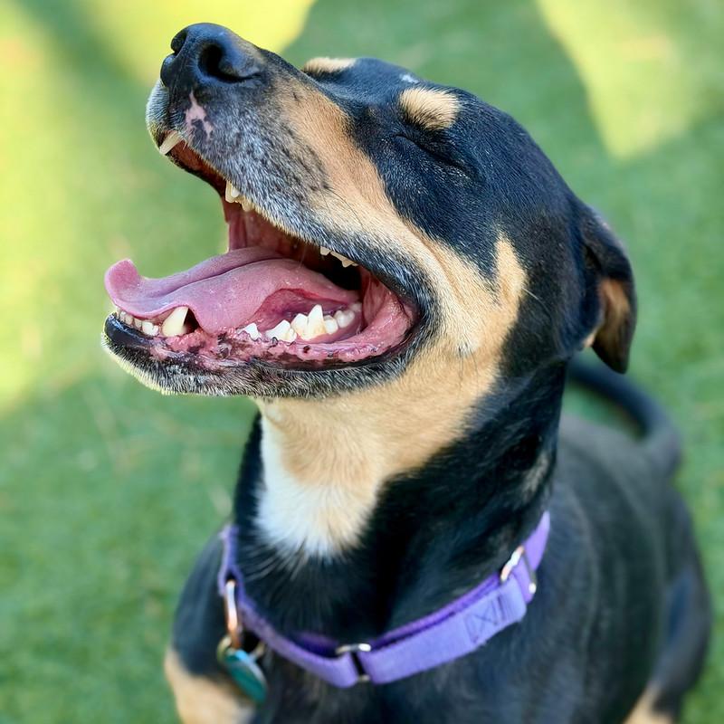 Rocky, a Adoptable Mixed Breed in Truckee, CA image 2/5