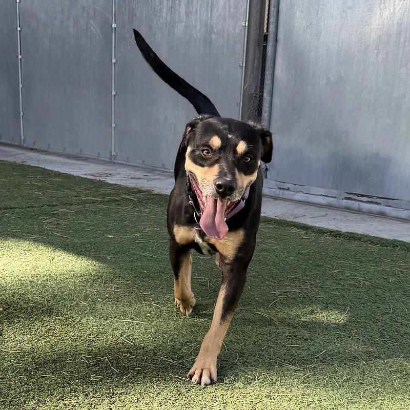 Rocky, a Adoptable Mixed Breed in Truckee, CA image 3/5