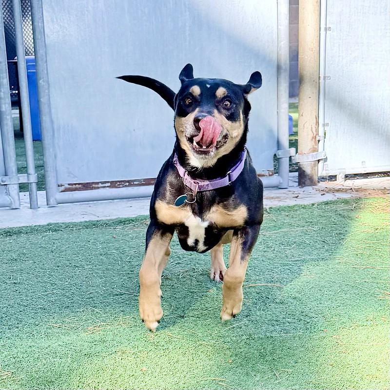 Rocky, a Adoptable Mixed Breed in Truckee, CA image 4/5