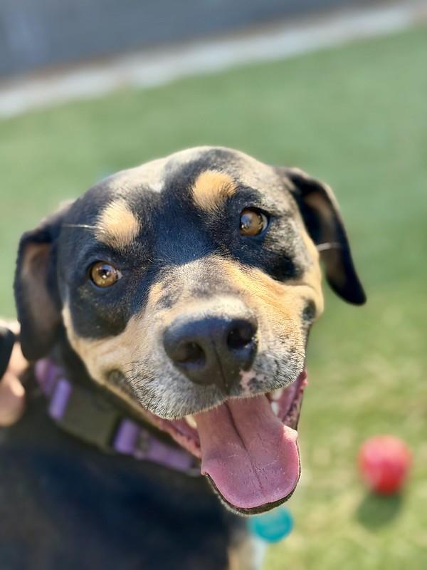 Rocky, a Adoptable Mixed Breed in Truckee, CA image 5/5