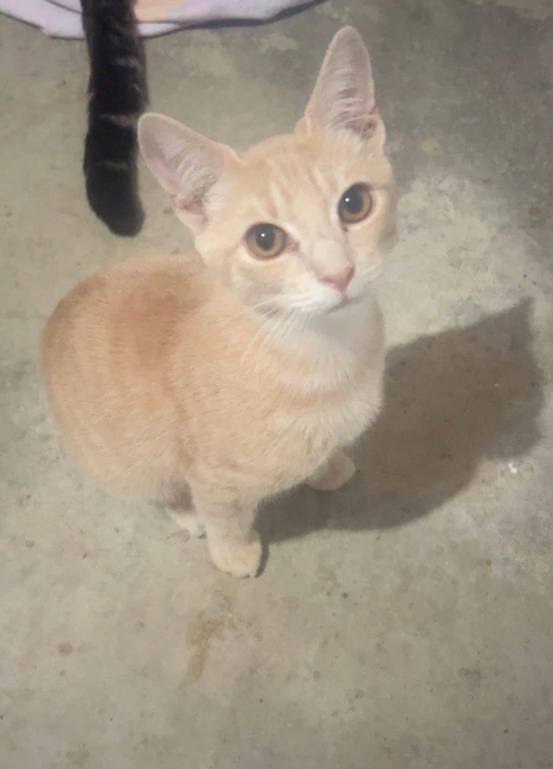 Henry, Adoptable, Young Male Domestic Short Hair.