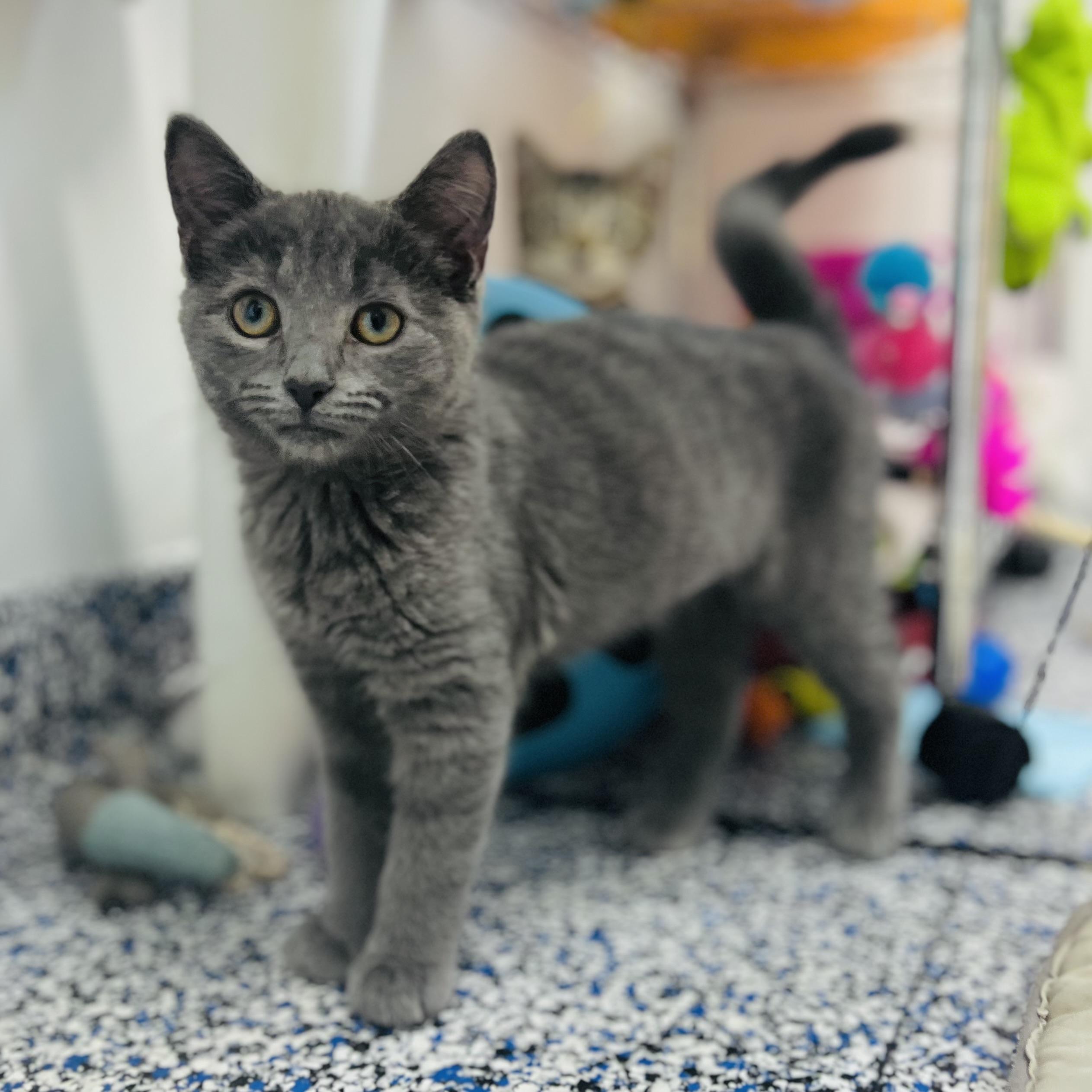 Enlarge Pluto, an adoptable Domestic Short Hair in St Stephen, NB image 1/1