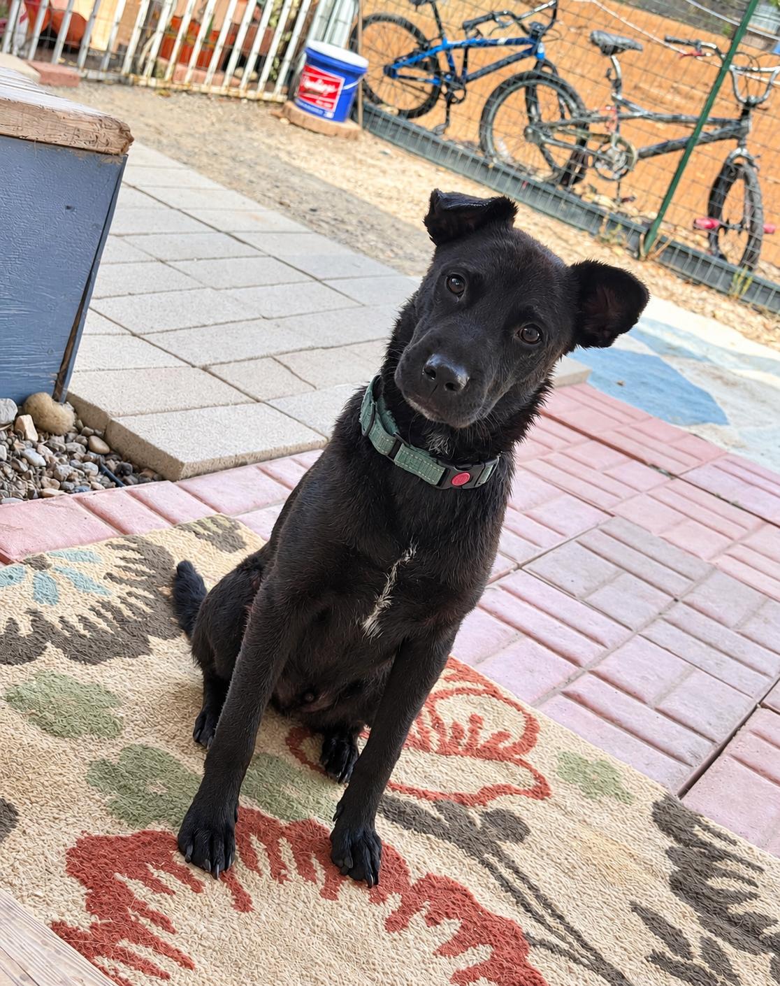 Kaiser, Adoptable, Young Male Black Labrador Retriever.