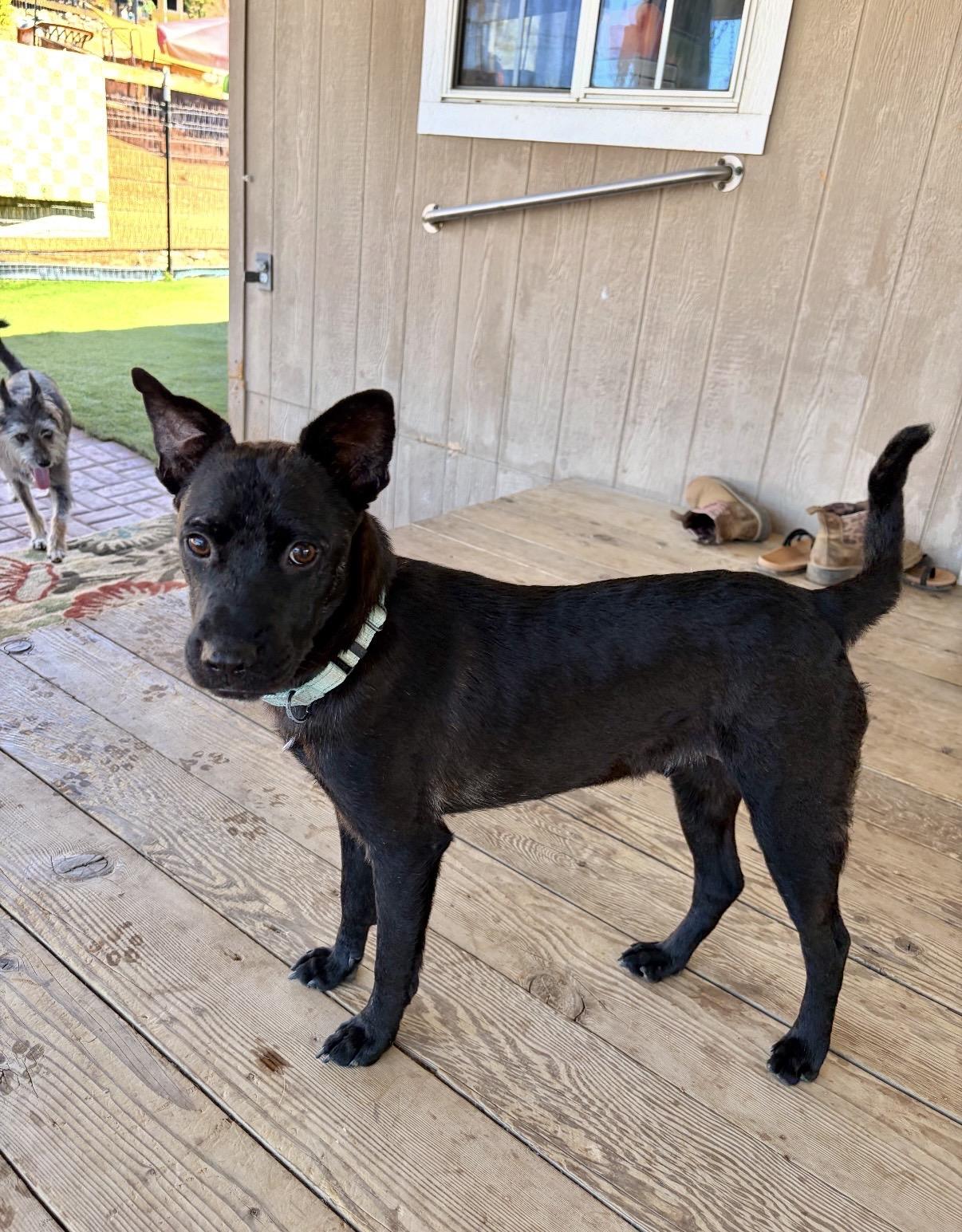 Enlarge Kaiser, a Adoptable mixed breed in San Diego, CA image 5/6