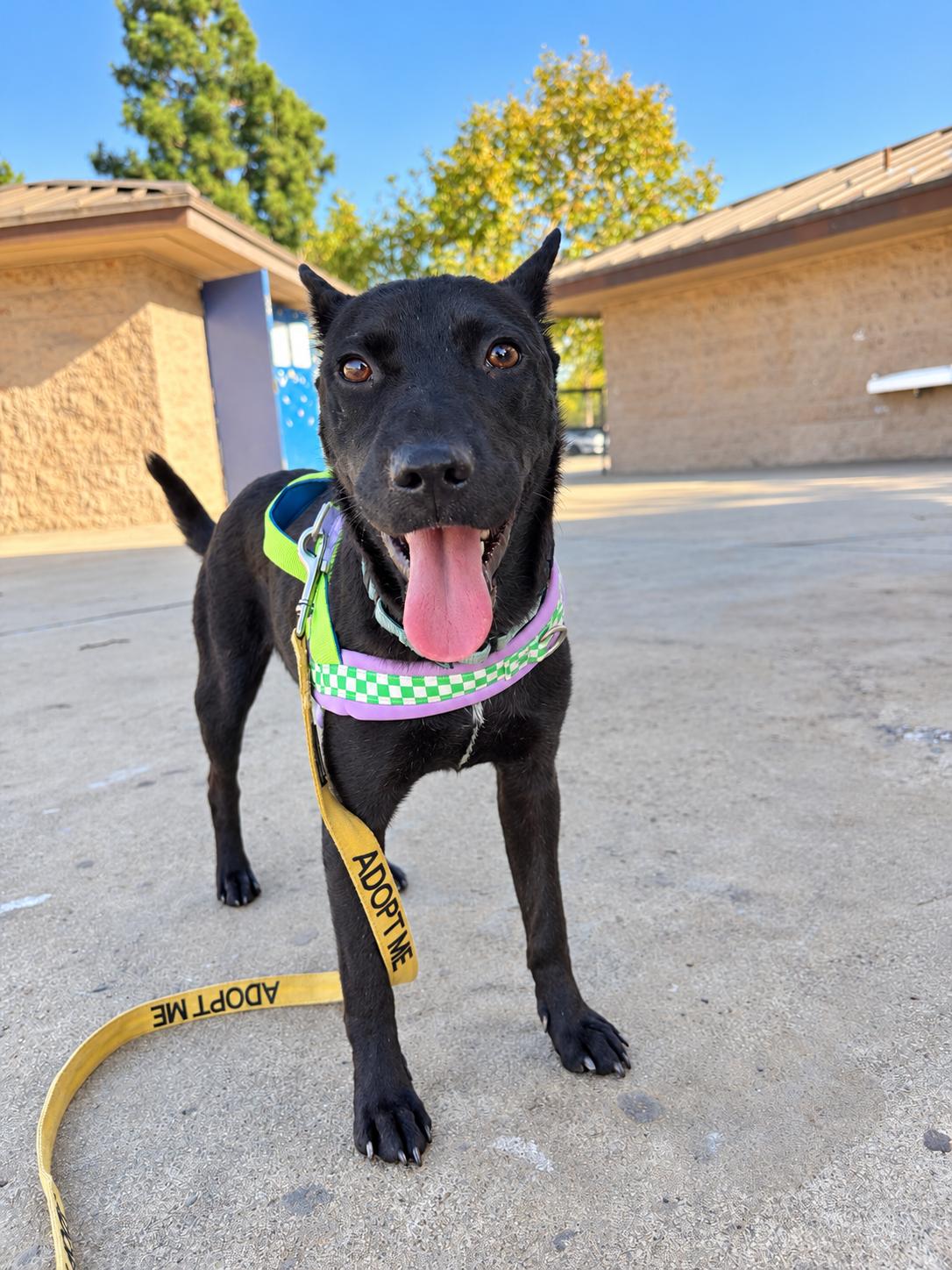 Enlarge Kaiser, a Adoptable mixed breed in San Diego, CA image 2/6