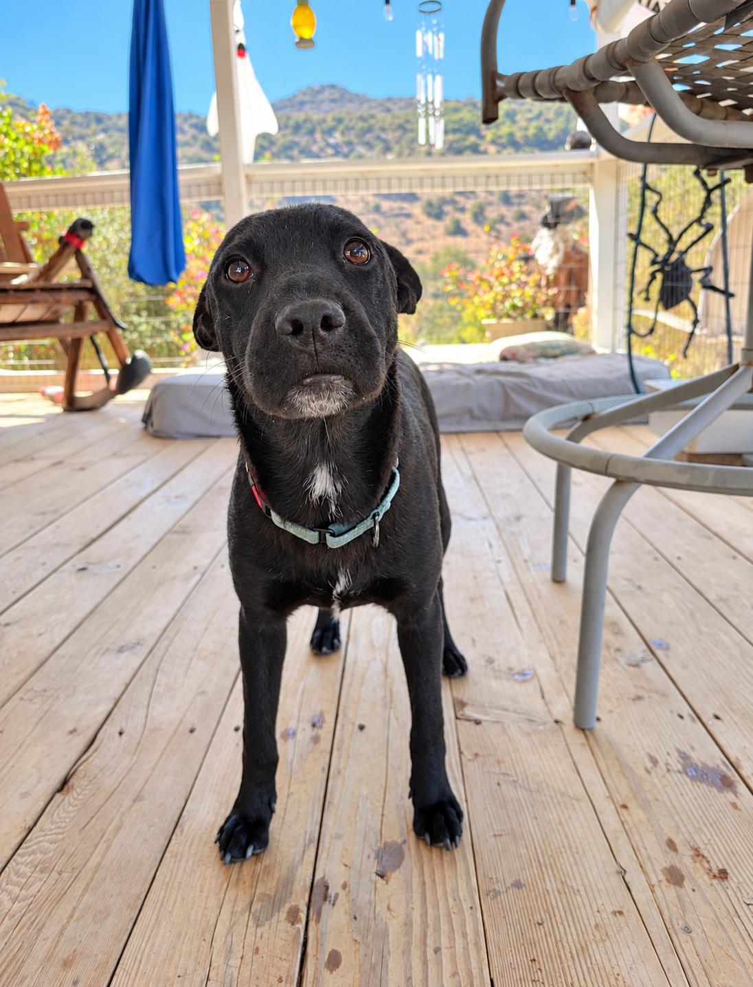 Enlarge Kaiser, a Adoptable mixed breed in San Diego, CA image 6/6
