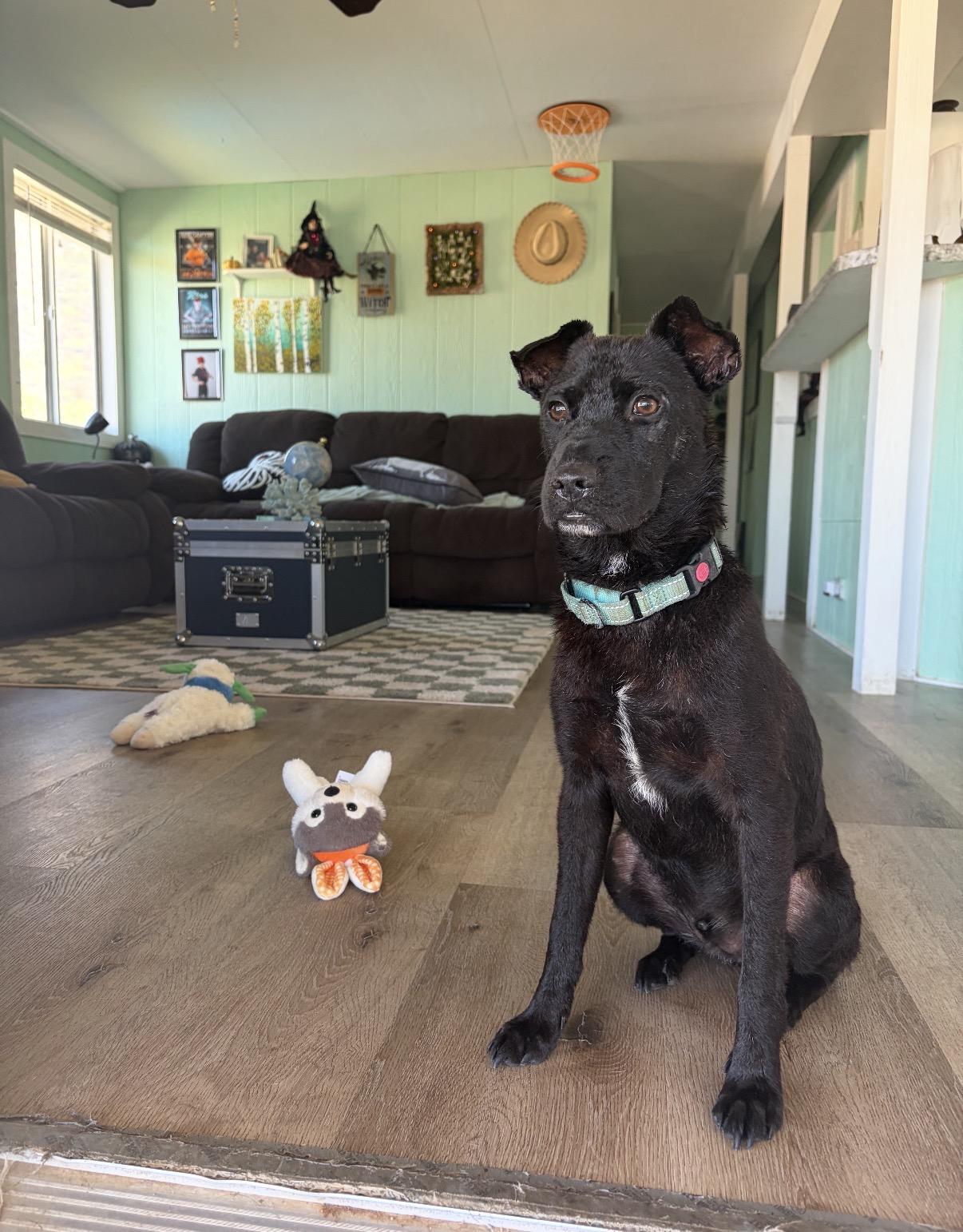 Enlarge Kaiser, a Adoptable mixed breed in San Diego, CA image 4/6