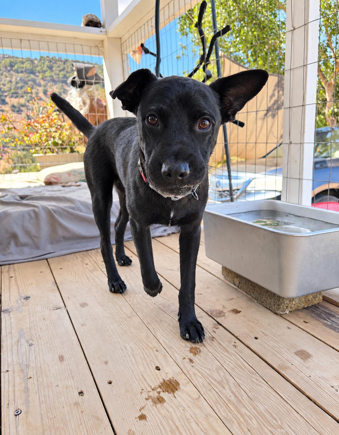 Enlarge Kaiser, a Adoptable mixed breed in San Diego, CA image 3/6