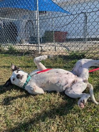 Hattie Mae thumbnail 4