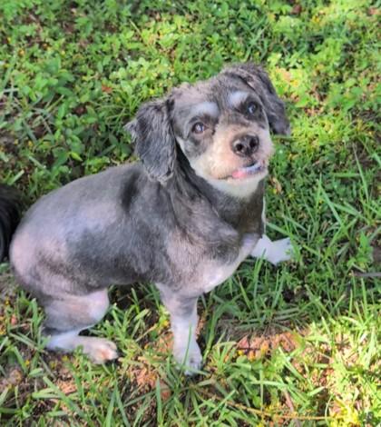 Milo, Adoptable, Adult Male Mixed Breed & Mixed Breed.