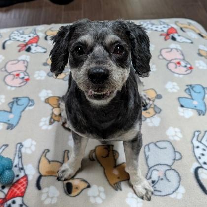 Enlarge Milo, a Adoptable mixed breed in Sanford, FL image 2/2