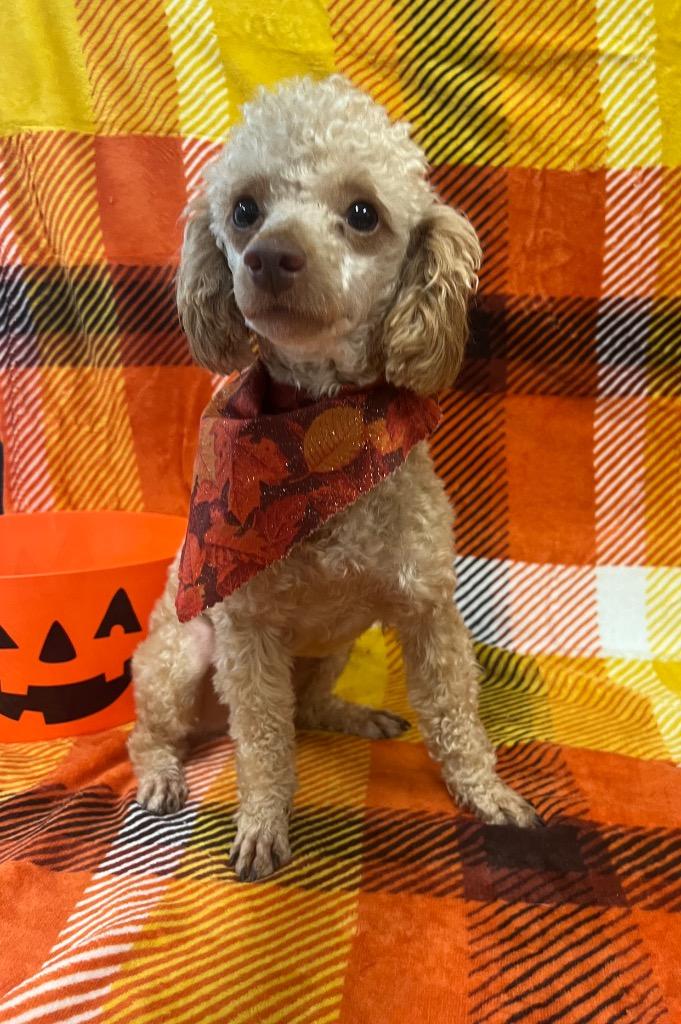 Henry, Adopted, Young Male Poodle.