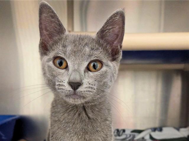 SESAME, Adoptable, Young Female Domestic Short Hair.