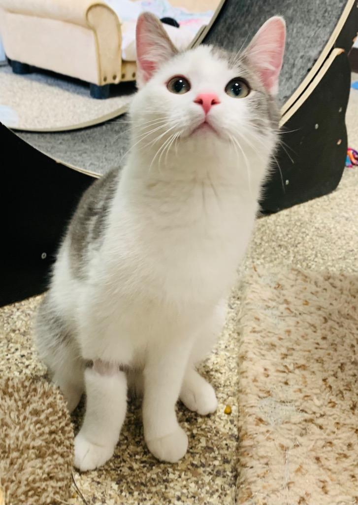 Biscuits — thumbnail 2