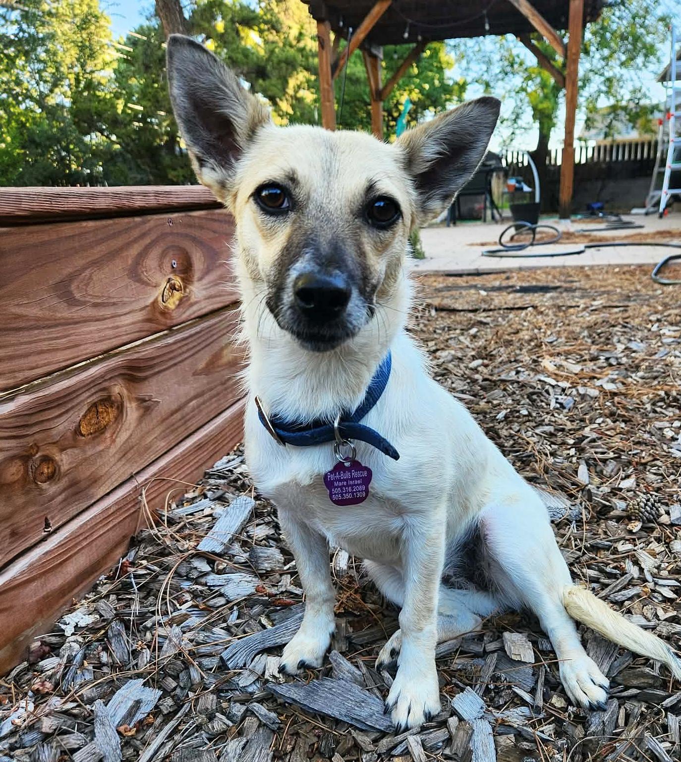 Serene Lil Ms Sabine - Snuggly SWEET, Adoptable, Young Female Rat Terrier & Shepherd.