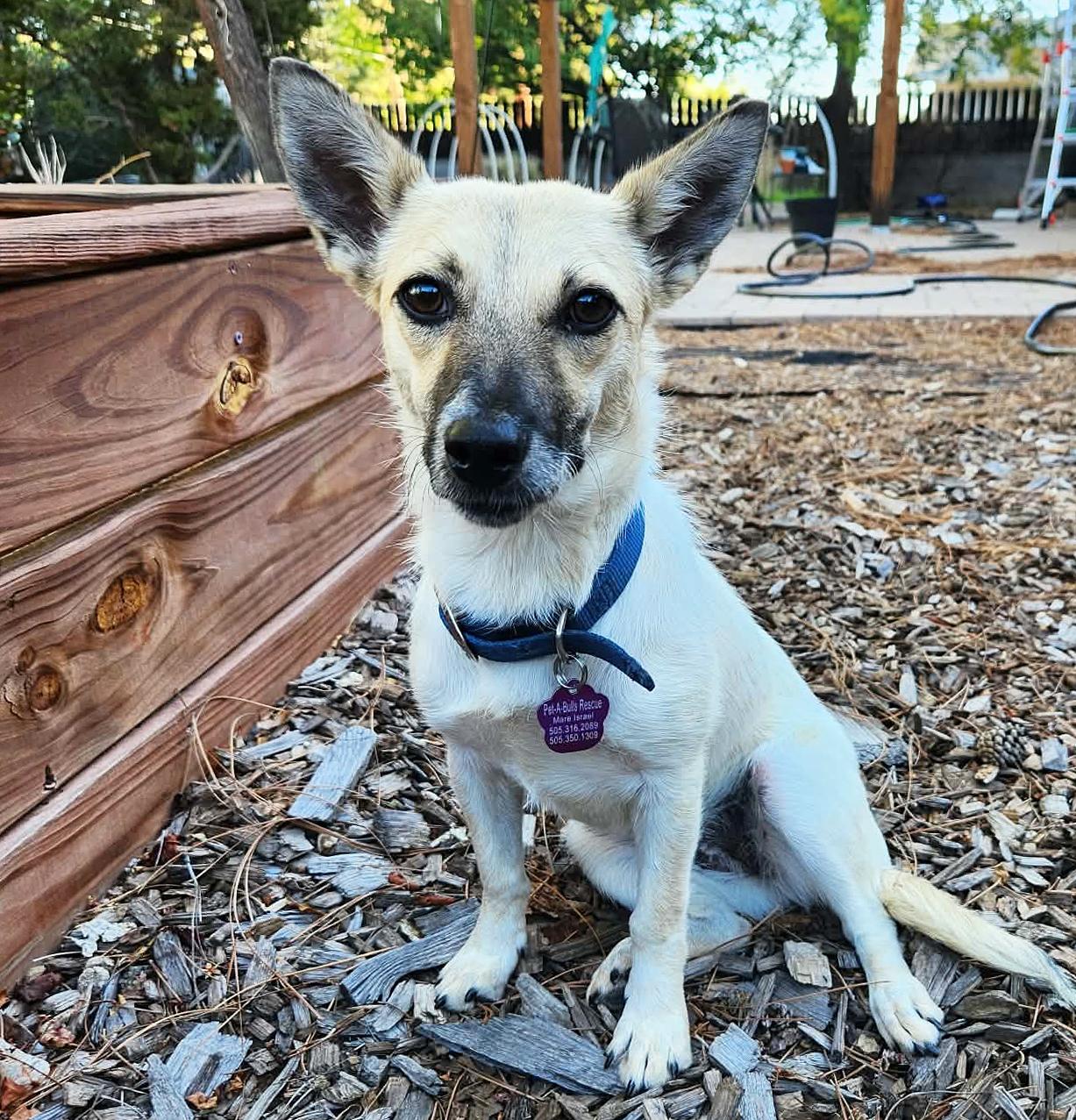 Enlarge Serene Lil Ms Sabine - Snuggly SWEET, a Adoptable mixed breed in Albuquerque, NM image 3/3