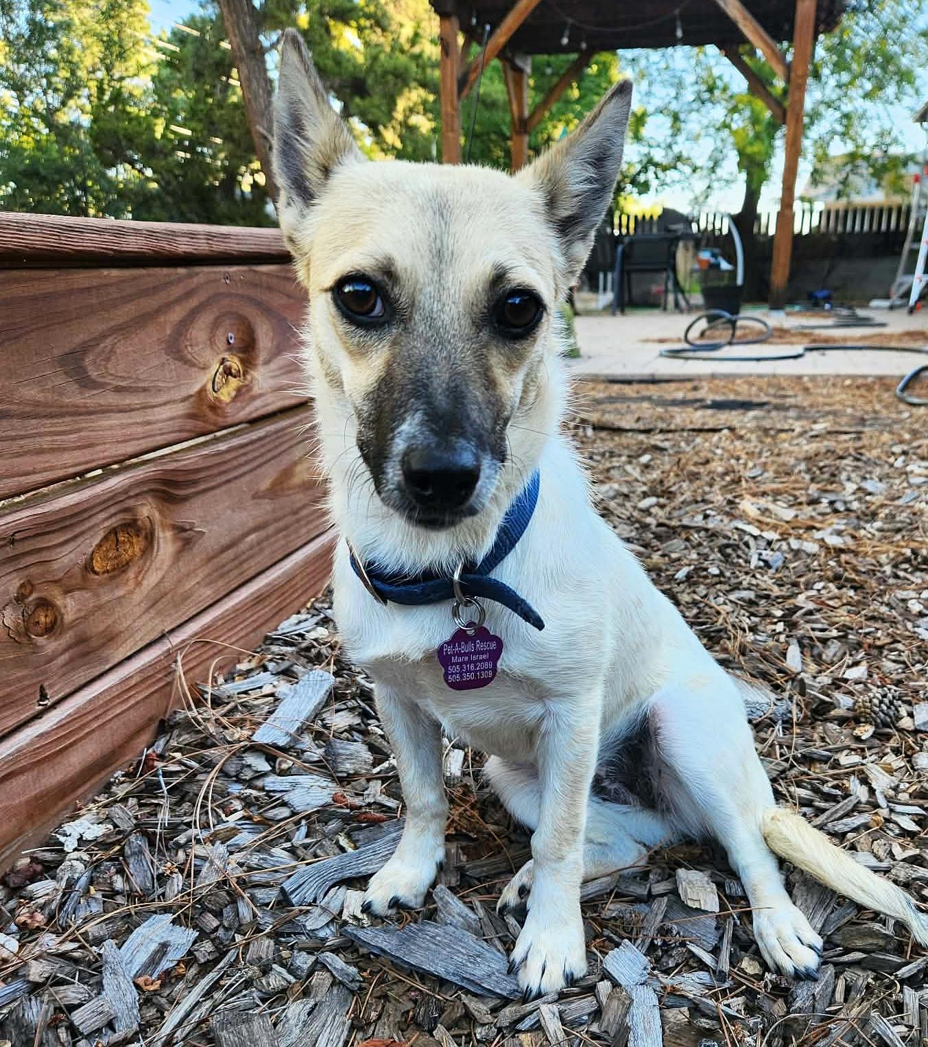 Enlarge Serene Lil Ms Sabine - Snuggly SWEET, a Adoptable mixed breed in Albuquerque, NM image 2/3