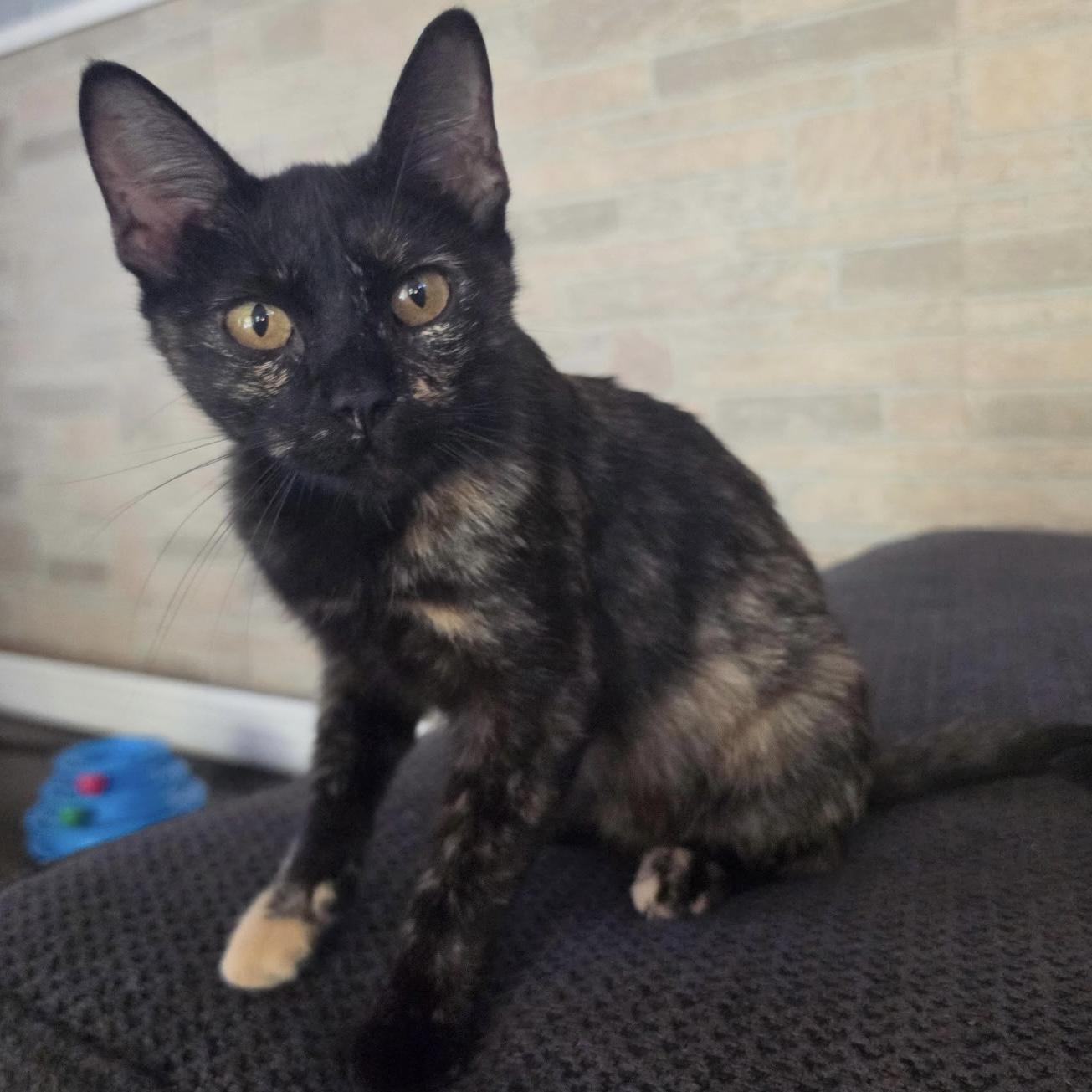 Queen Amber, Adopted, Young Female Tortoiseshell.