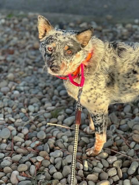 Enlarge Smudge, a ADOPTABLE Cattle Dog in Portland, OR image 4/4