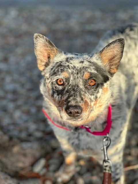 Enlarge Smudge, a ADOPTABLE Cattle Dog in Portland, OR image 3/4