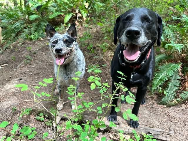 Enlarge Smudge, a ADOPTABLE Cattle Dog in Portland, OR image 2/4