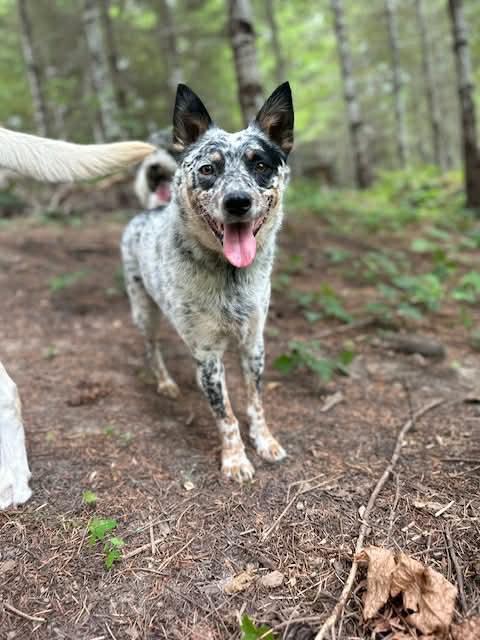 Enlarge Smudge, a ADOPTABLE Cattle Dog in Portland, OR image 1/4