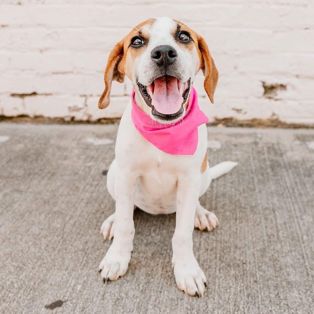 Penelope, Adopted, Puppy Female Beagle & Mixed Breed.