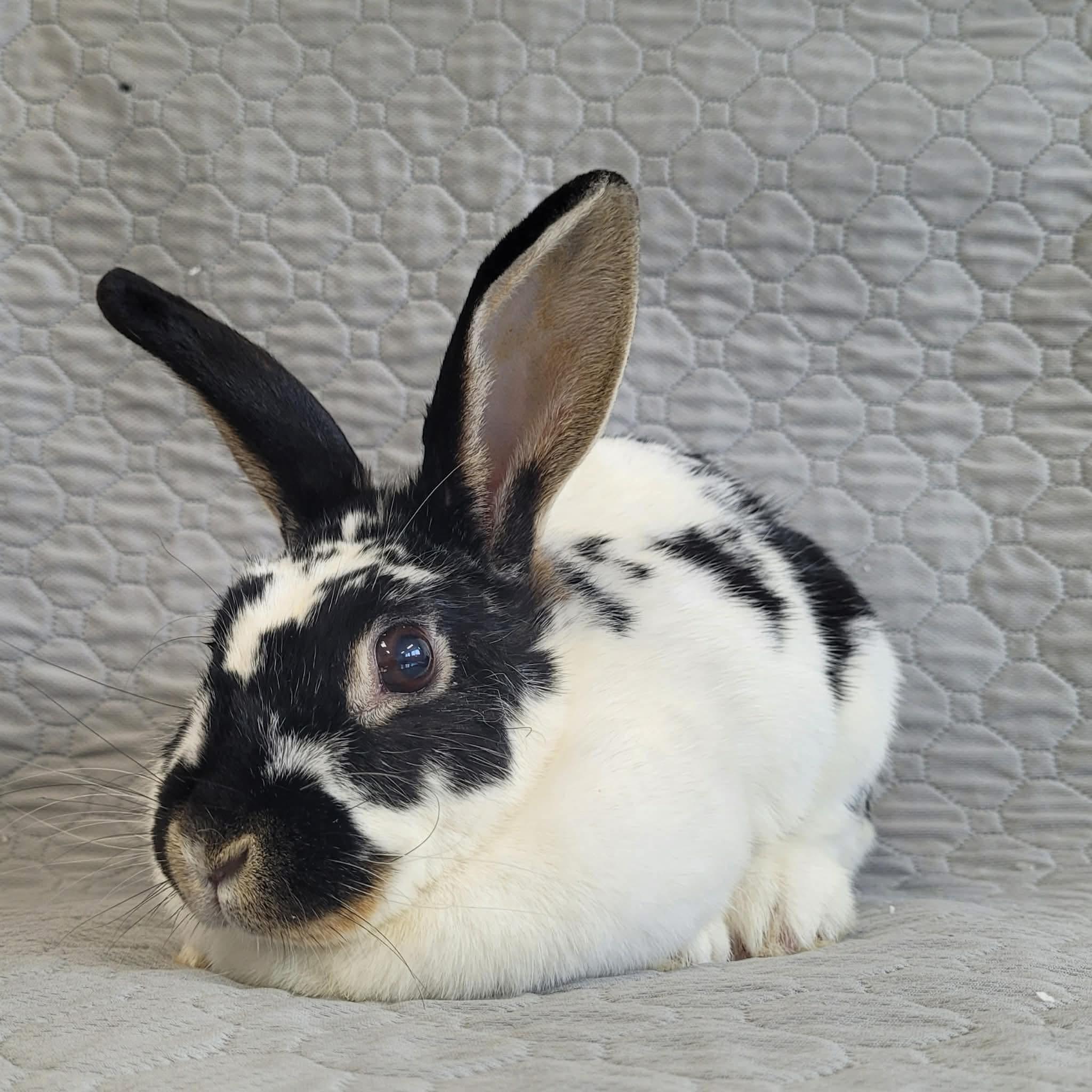 Enlarge Sadie, a ADOPTABLE mixed breed in Everett, ON image 1/1