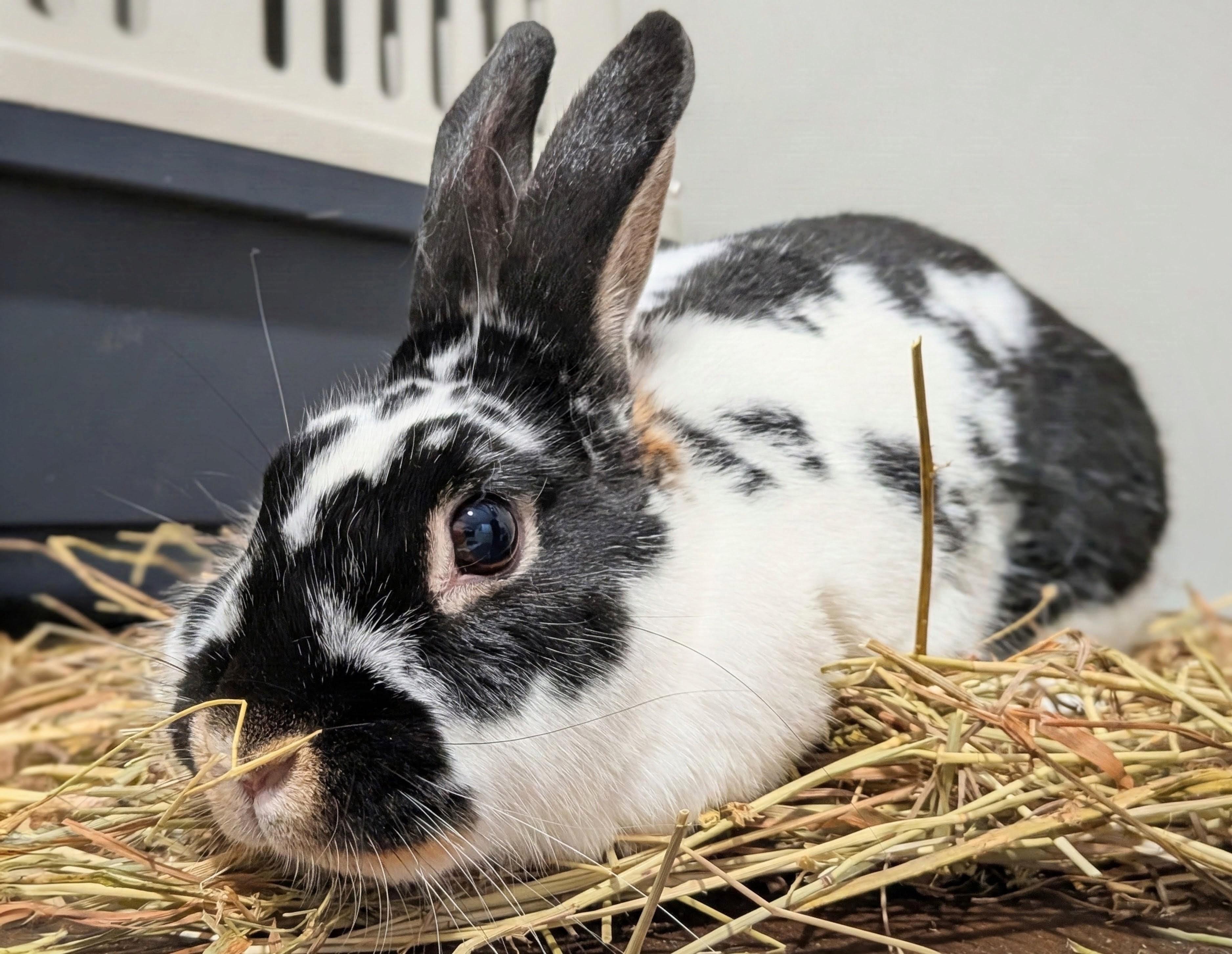 Sadie, a ADOPTABLE mixed breed in Everett, ON image 4/6
