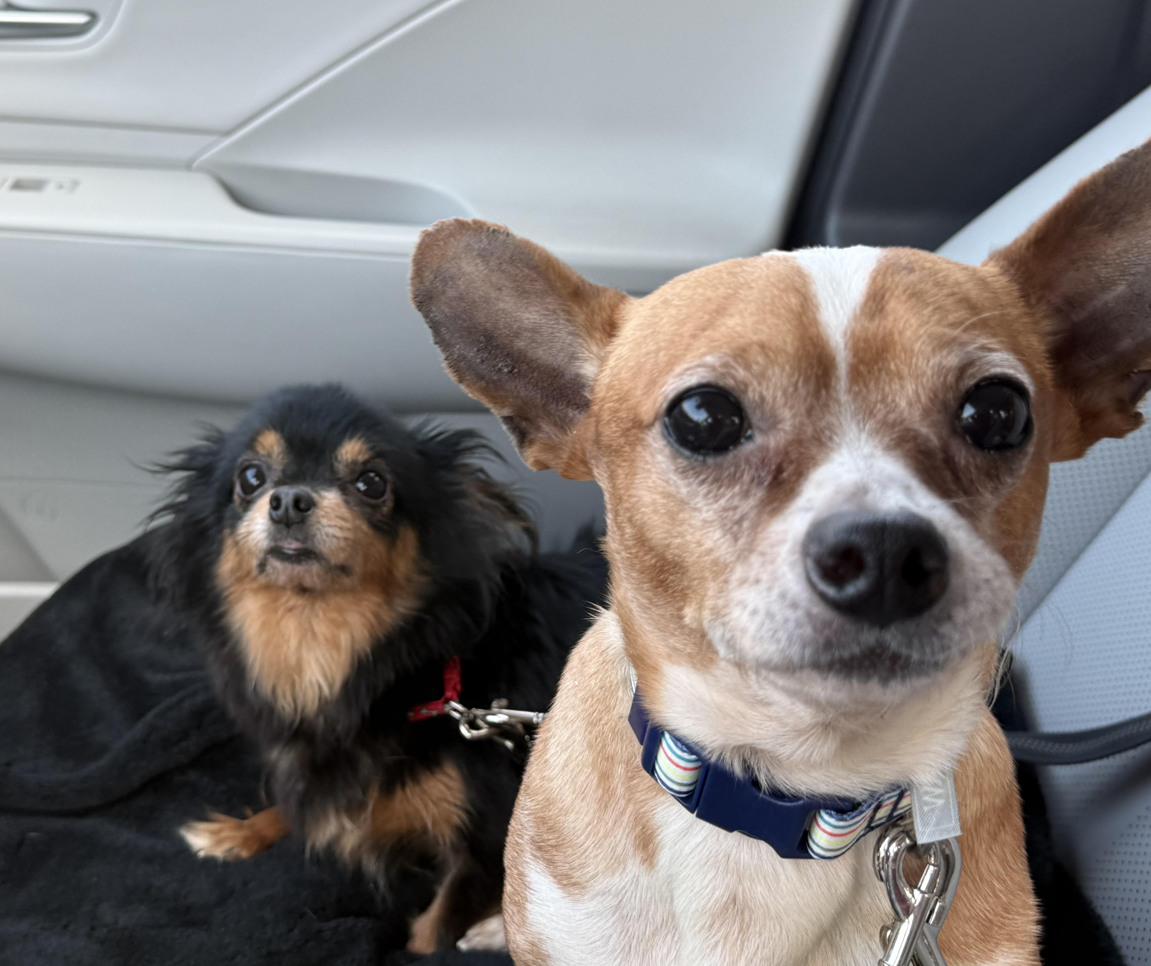 Tarzan & Jane (Bonded Pair), adoptable, Adult Female Chihuahua.