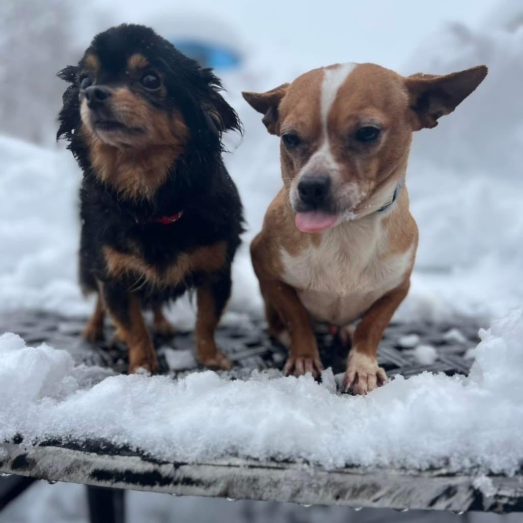 Enlarge Tarzan & Jane (Bonded Pair), a ADOPTABLE Chihuahua in Bridgeton, NJ image 1/3