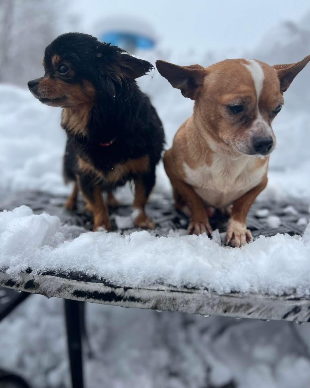 Enlarge Tarzan & Jane (Bonded Pair), a ADOPTABLE Chihuahua in Bridgeton, NJ image 3/3